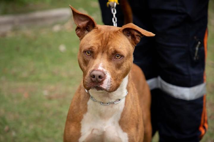 Adote um Guardião: à espera de uma família, cães do Cepad buscam uma nova chance