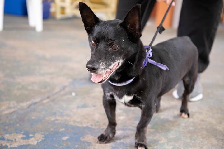 Agosto terá feiras de adoção de pets em diversos pontos de Barueri e região, com início no dia 1