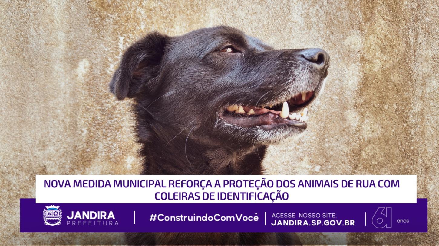 Nova medida para proteção dos Animais de Rua