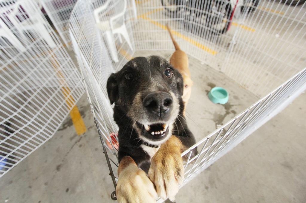 Com a queda nas temperaturas, Feiras de Adoção de Pets mudam de local e vão para o Cepad