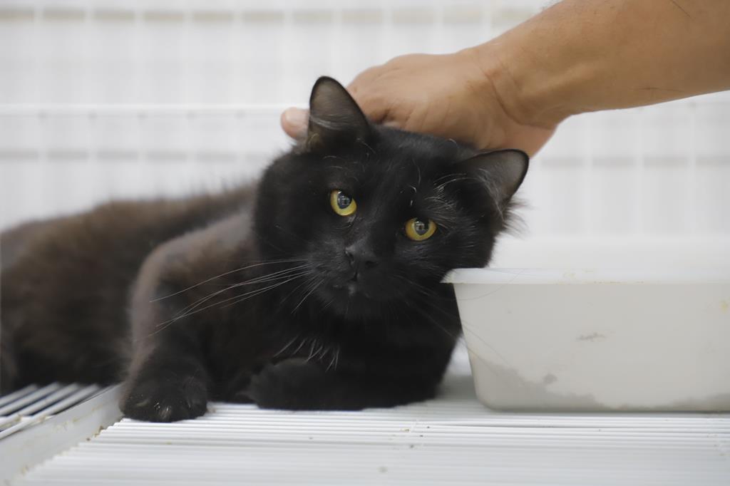 Barueri alerta: a esporotricose pode atingir pets e pessoas