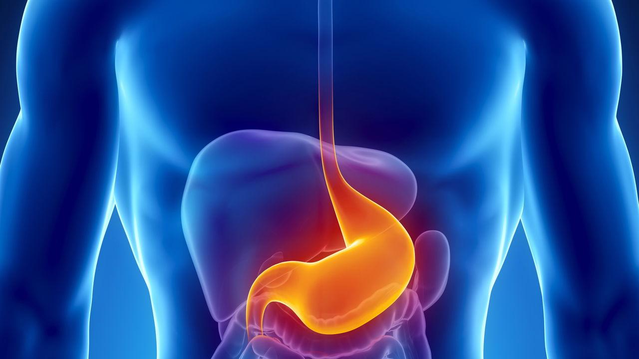 Curiosidade: Seu estômago se renova constantemente para não “se digerir” sozinho!