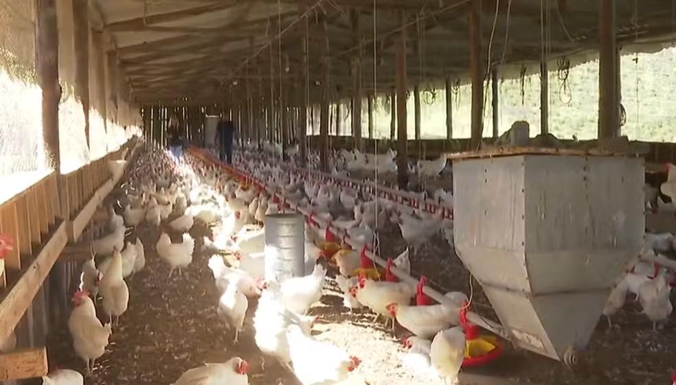 China suspende proibição de importações de frango do Brasil
