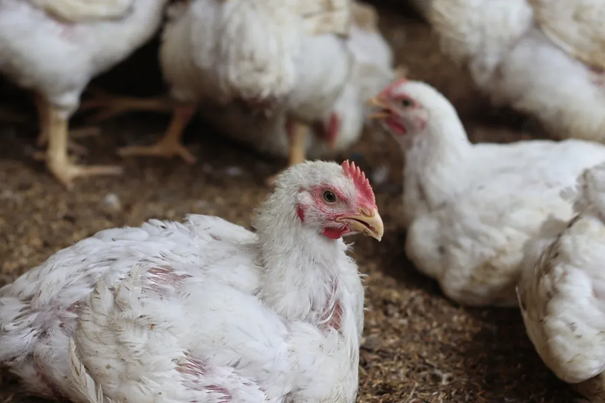 Gripe aviária pode ser mais grave que Covid, diz cientista