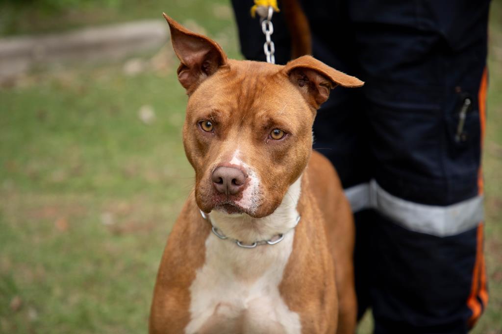 Adote um Guardião: à espera de uma família, cães do Cepad buscam uma nova chance